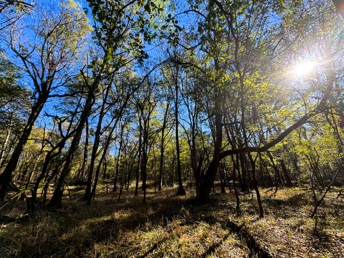 Yes ,Timber,For Sale,1253